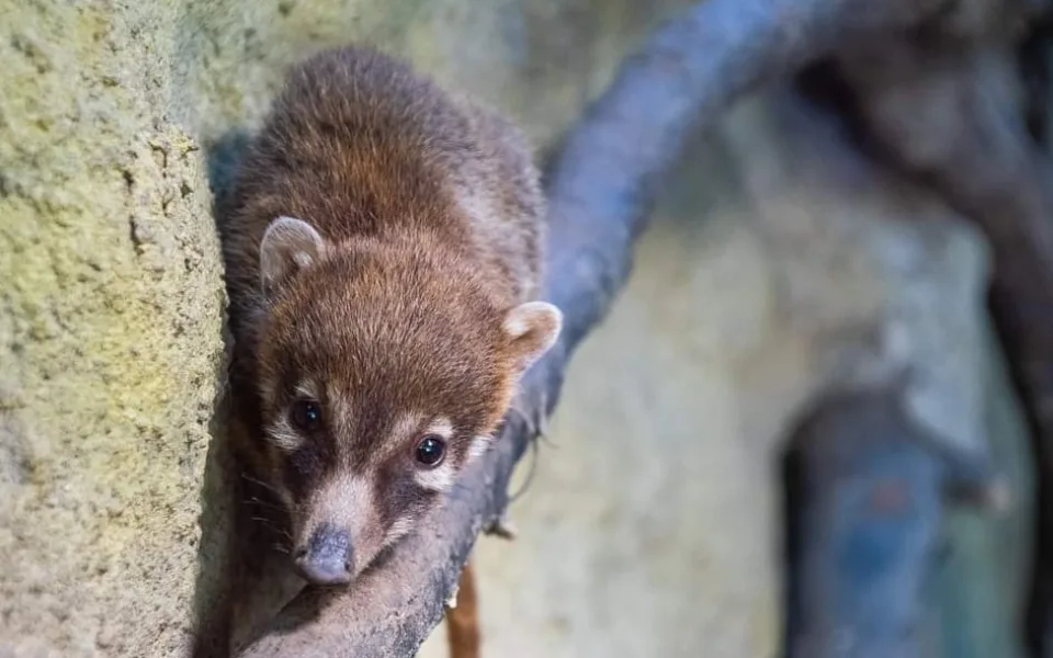Jihlavská zoo má mládě nosála. Narodilo se den po návratu jeho tatínka, který utekl