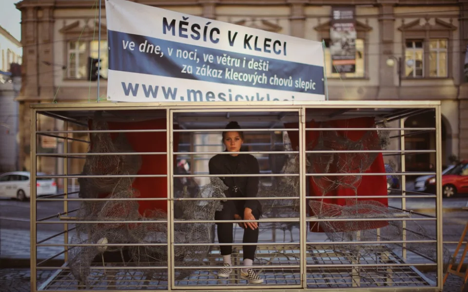 Ve středu budou poslanci mluvit o klecovém chovu slepic. Obránci zvířat získali další podporovatele