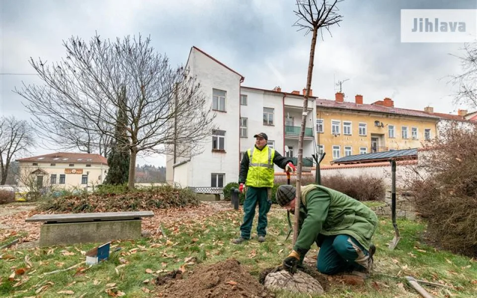 Výsadba za jihlavskou radnicí v ulici Hluboká 