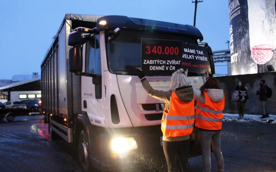 U kosteleckých jatek bylo živo, aktivisté se loučili se zvířaty. Oceňujeme klidný průběh akce, zní z vedení firmy
