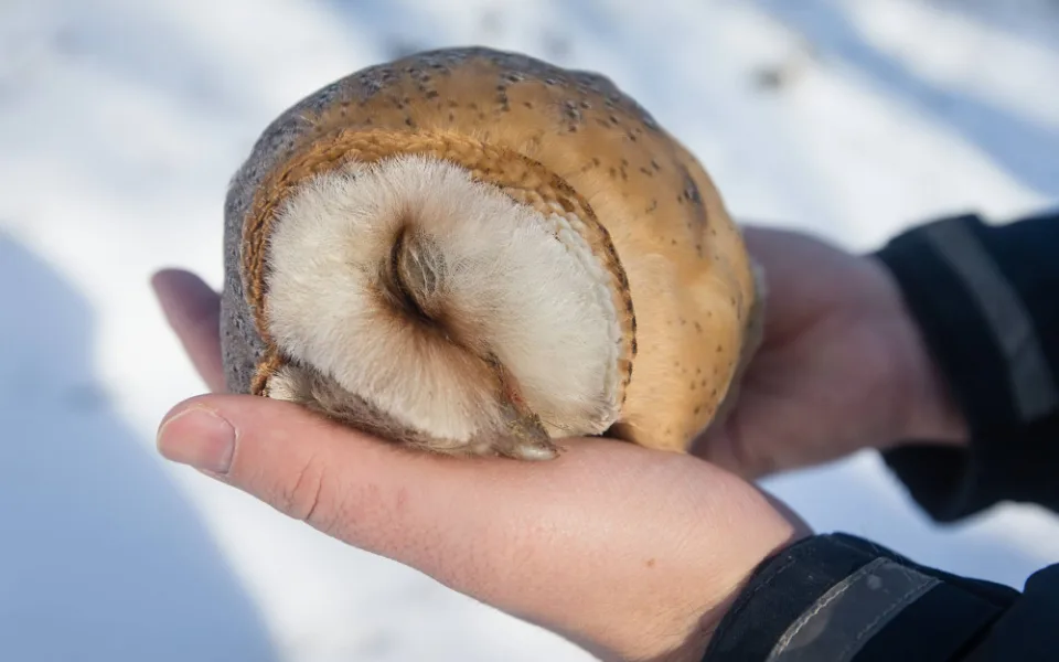 Na Vysočině se po dlouhé době objevila sova pálená, nemohla létat. Nakonec uhynula na otravu jedem 