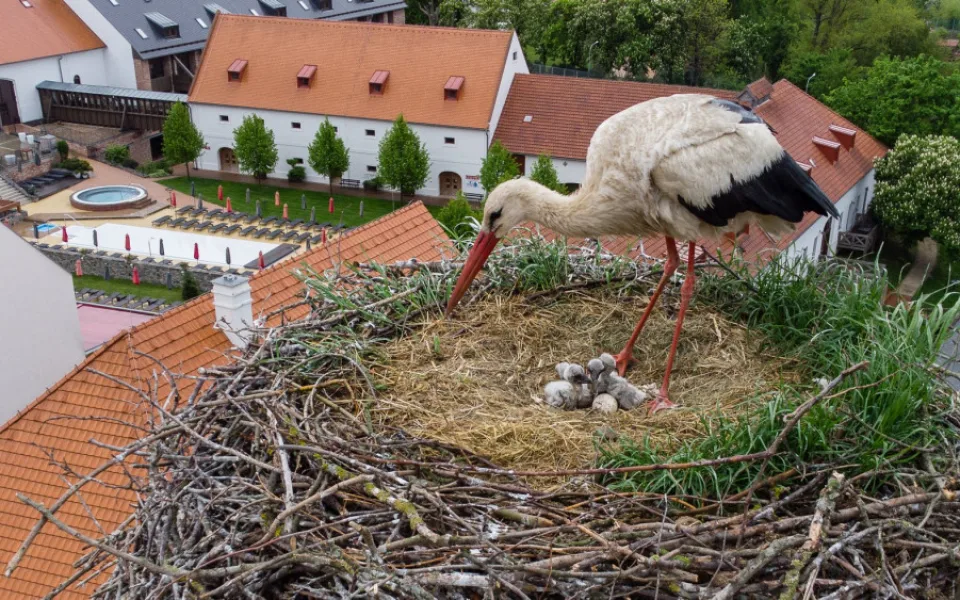 Čapí rodina přišla při dopravní nehodě o tátu, pět zachráněných čápat odchová jiný pár