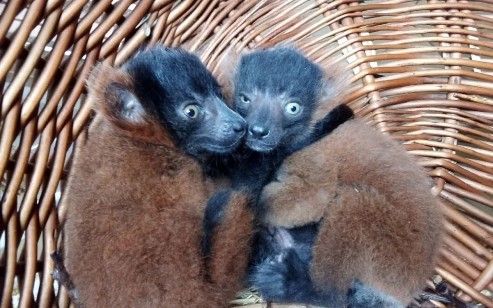 Jihlavská zoo slaví přírůstky, narodila se dvě mláďata vari červených 