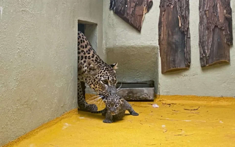 Radostná zpráva z jihlavské zoo, narodila se zde dvě levhartí mláďata