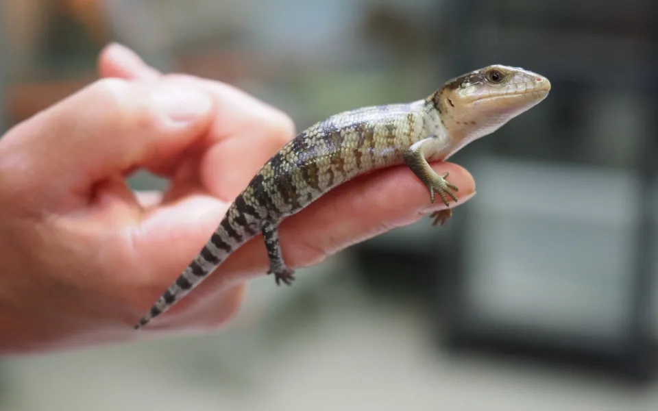 Jihlavská zoo hlásí další chovatelský úspěch, narodilo se osm scinků tanimbarských