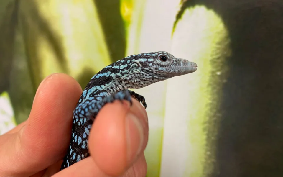Jihlavská zoo poprvé ve své historii odchovala mládě varana modrého
