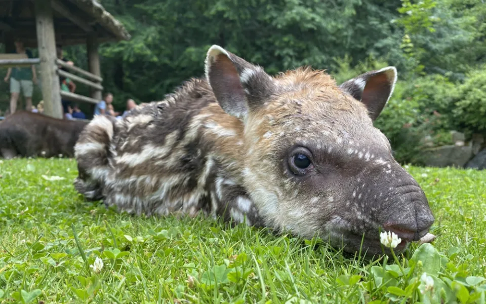 Nejnovější přírůstek v jihlavské zoo, v sobotu se narodila tapíří samička 