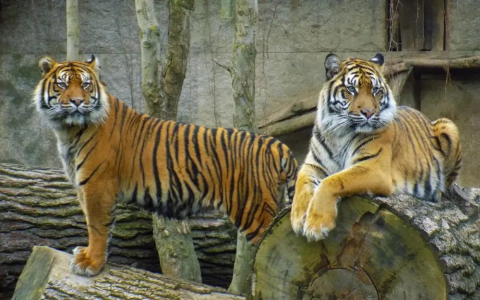 Jihlavská zoo měla historicky nejvyšší červencovou návštěvnost, Vodní ráj se naopak držel v podprůměru