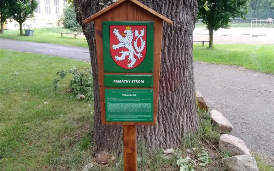 Jihlava má nový památný strom. Město plánuje vydat interaktivní mapu, seznámí s historií významných míst