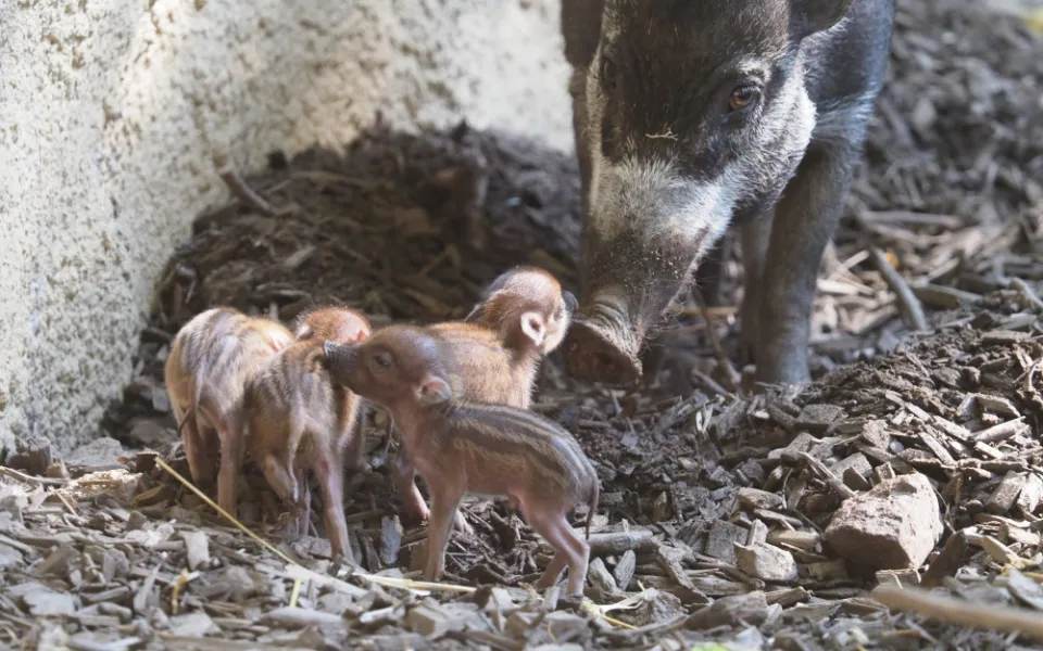 Radostná zpráva z jihlavské zoo, narodila se čtyři mláďata kriticky ohroženého prasete visajánského