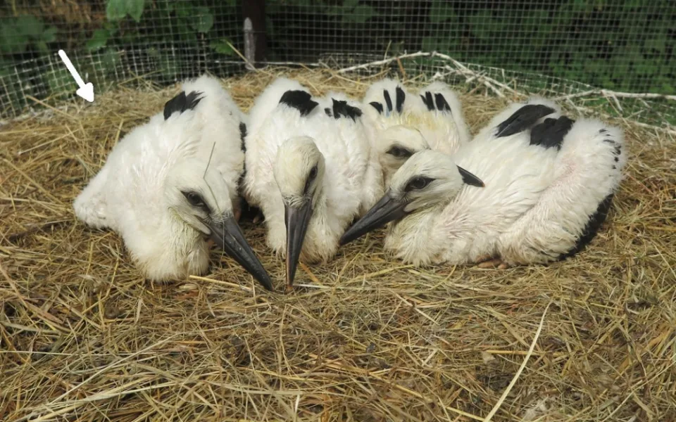 Čtveřice osiřelých čápat z Valče na Třebíčsku našla adoptivní rodiny, to nejmladší je už na cestě do teplých krajin