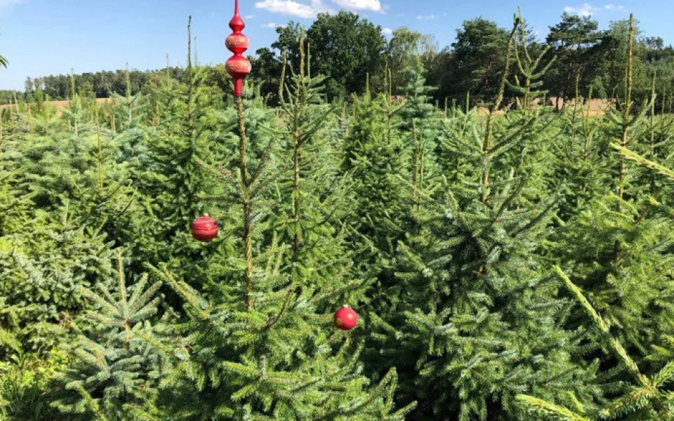 Ilustrační foto 