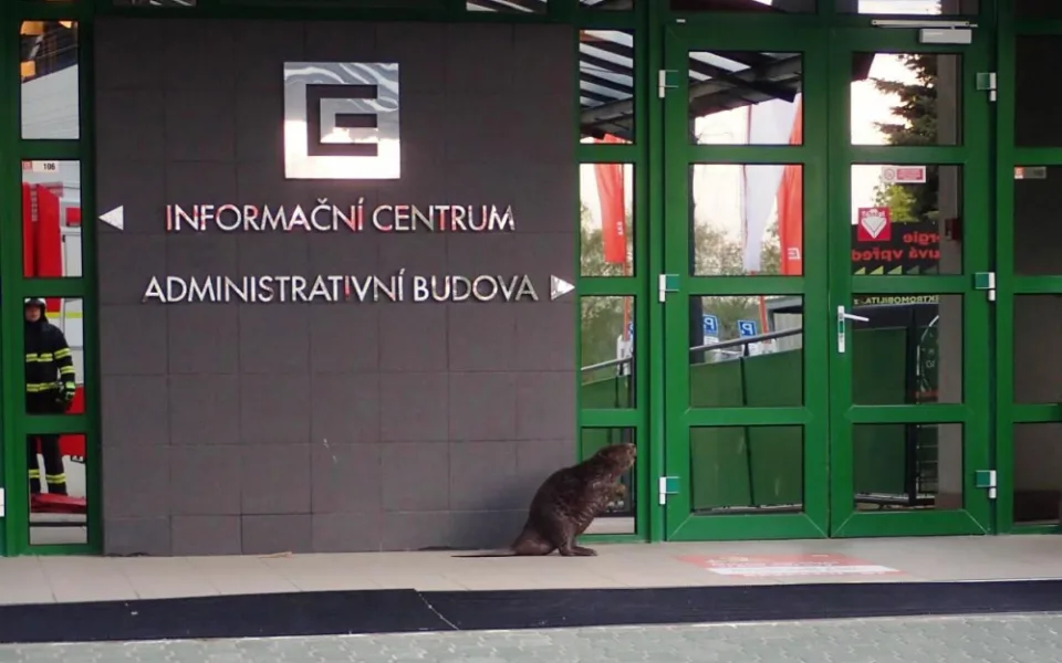 O prohlídku dukovanské elektrárny měl zájem i bobr evropský. Při odchytu nebyl vůbec agresivní, říká zasahující hasič