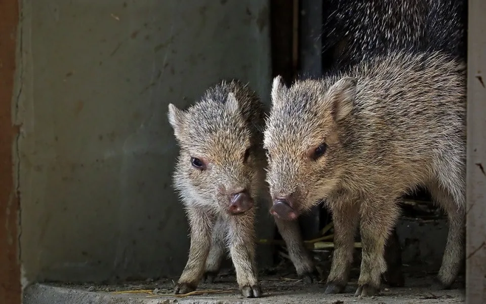Jihlavská zoo hlásí velký chovatelský úspěch, vůbec poprvé se zde narodila dvě selata vzácných pekariů