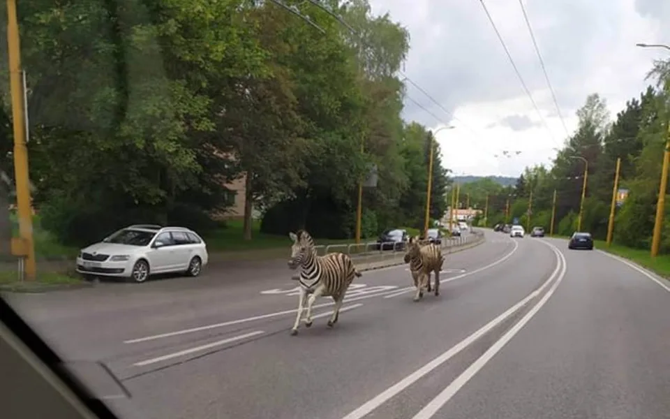 Safari v Jihlavě. Ze zoo utekly tři zebry, došly až na přivaděč