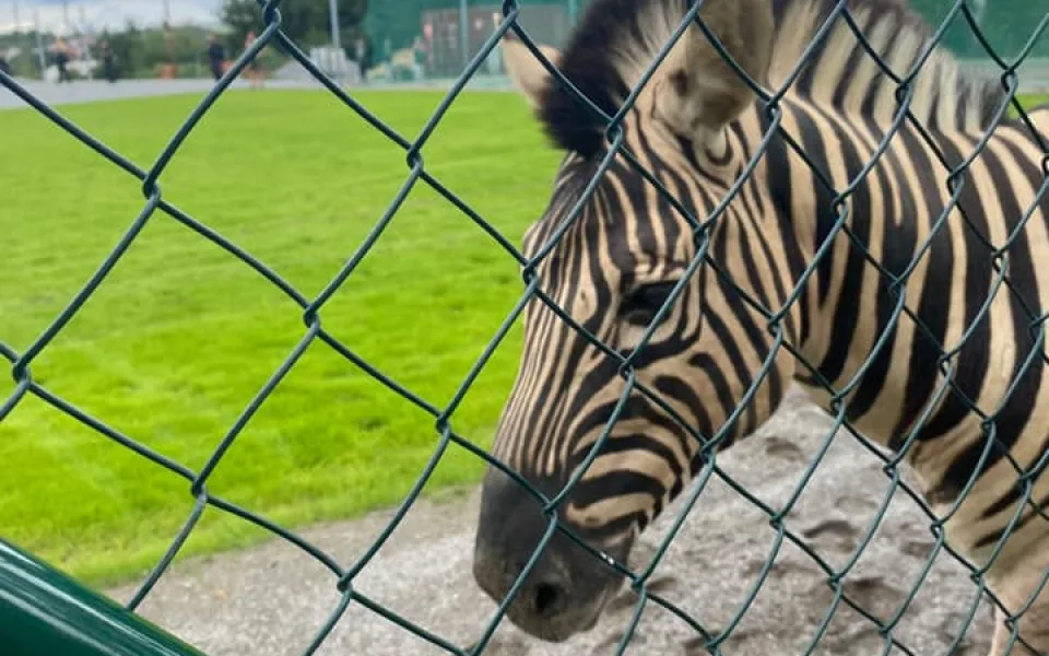 Zpátky doma. Tři zatoulané zebry z jihlavské zoo jsou zpět ve výběhu, mají jen drobné oděrky