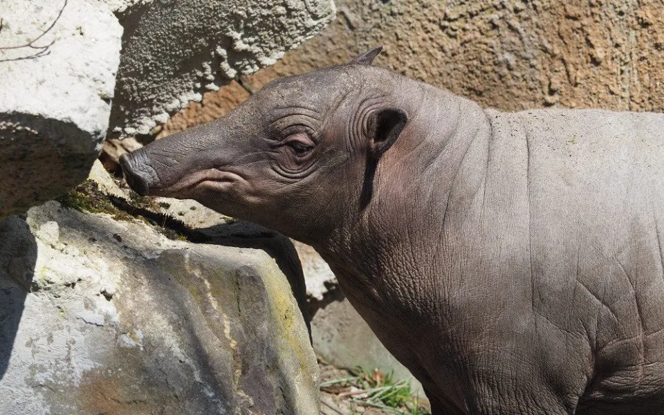 Babirusa sulaweská.