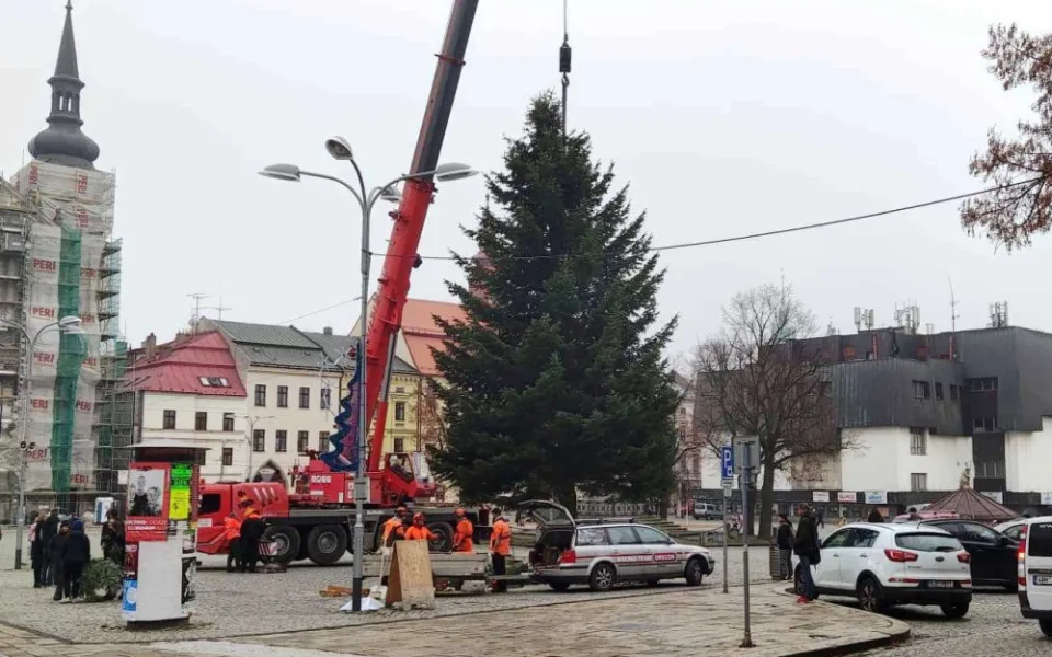 Jihlavský vánoční strom je už na svém místě. Ve středu začne zdobení, rozsvítí se 27. listopadu