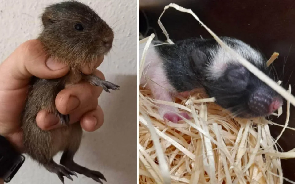 Jihlavská zoo přivítala první letošní mláďata, činili se hlodavci