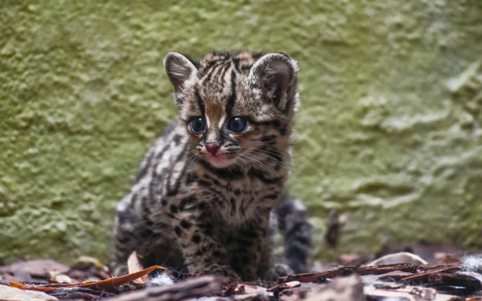 Nový přírůstek v jihlavské zoo. V pavilonu šelem se prohání roztomilé mládě margaye
