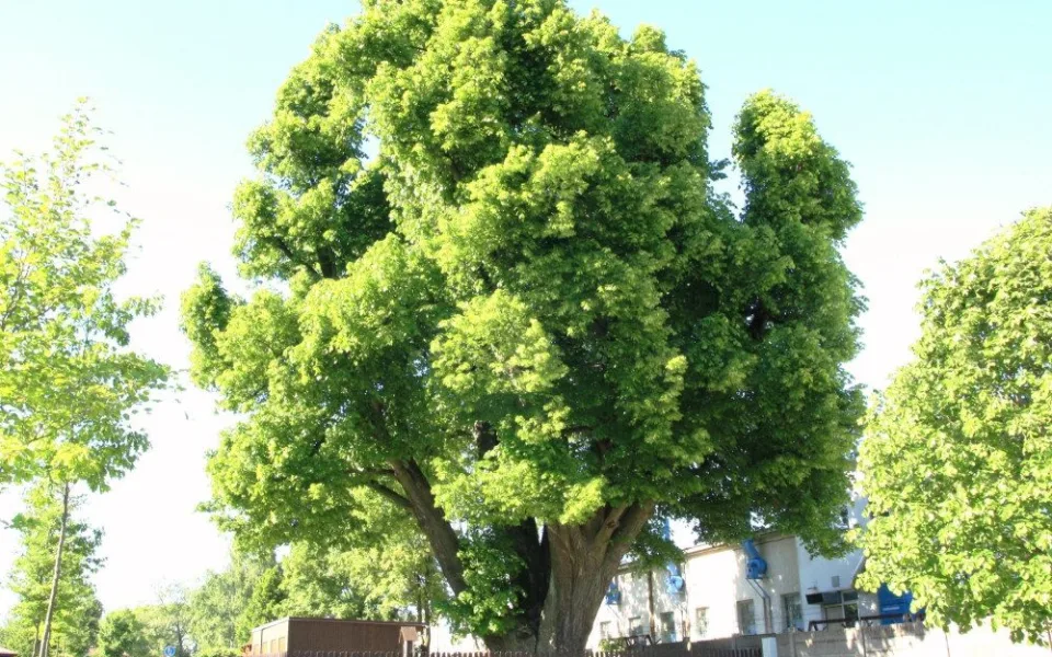 Lípa u Tokozu ve Žďáru nad Sázavou