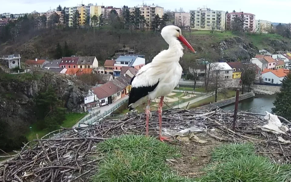 Čápi se vrací. Třebíčský Tonda už je v hnízdě, na přílet jeho partnerky Týny se netrpělivě čeká