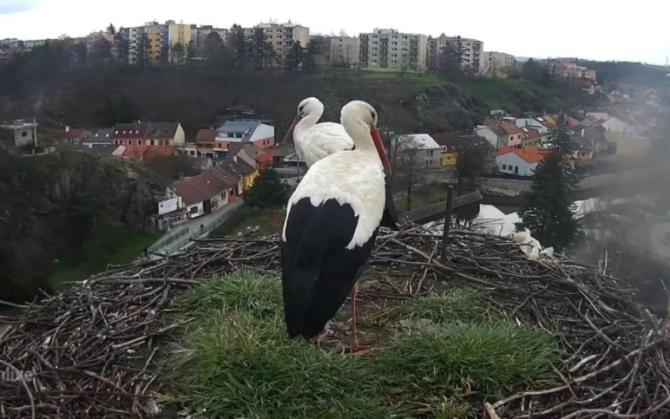 Třebíčští čápi Tonda a Týna jsou od pátku spolu
