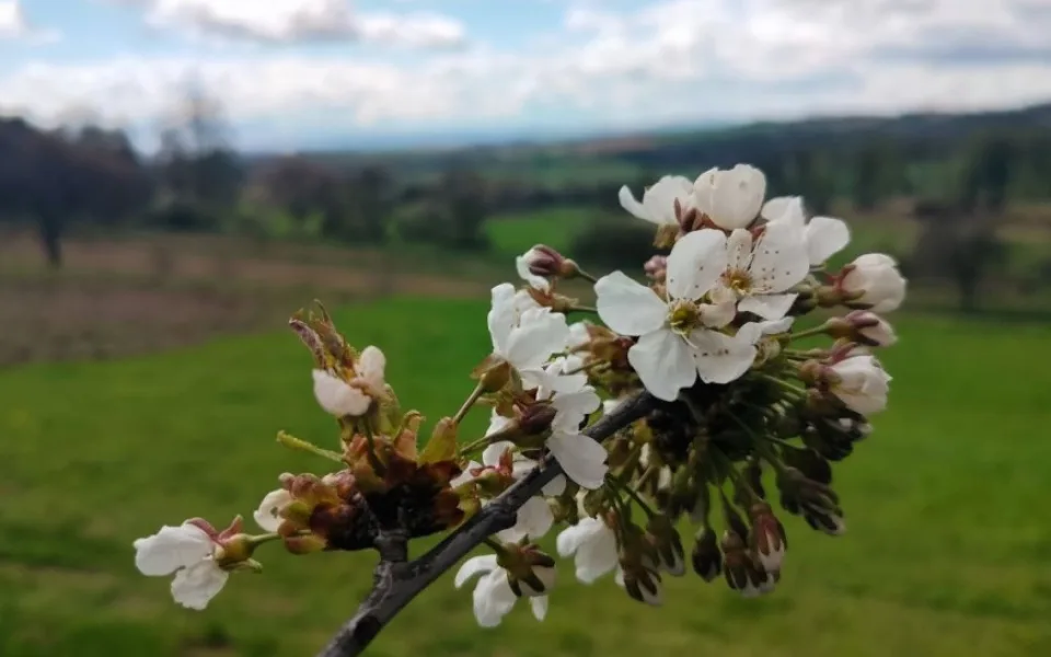 Kvetoucí stromy na Jihlavsku. Jaro je tady