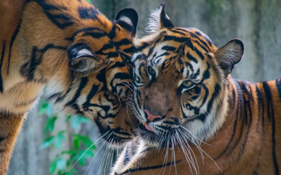 Jihlavskou zoo opouští i druhá tygřice, která se zde narodila před pěti lety. Míří do Francie