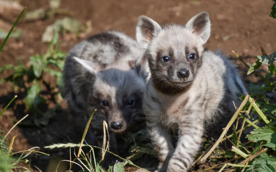 Vzácnost v jihlavské zoo. Narodila se tři mláďata hyeny žíhané, už se osmělují do výběhu