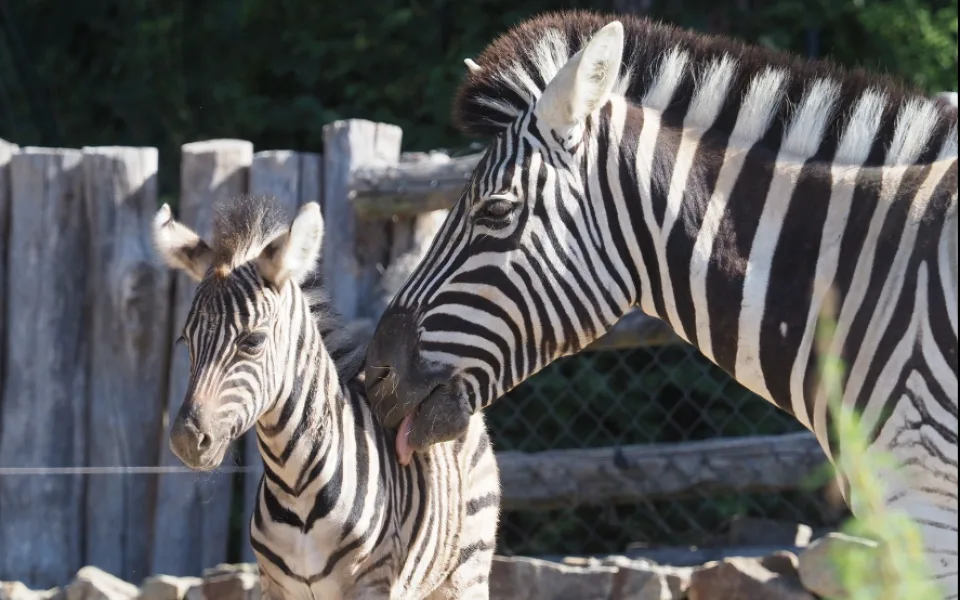 Další chovatelský úspěch v jihlavské zoo, v pondělí se narodilo mládě zebry Burchellovy