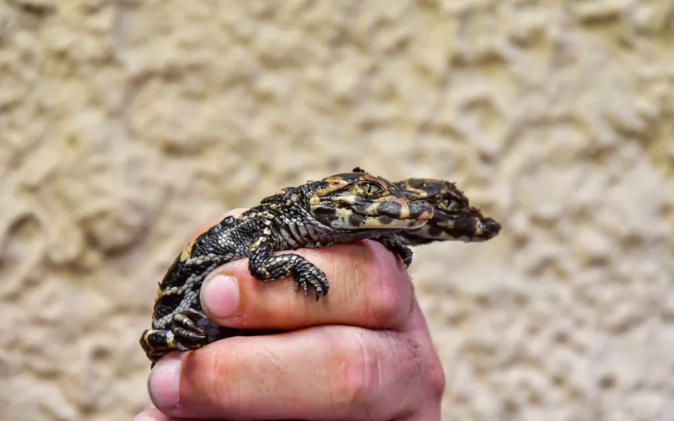 Úspěch světového významu. V jihlavské zoo se vylíhla čtyři mláďata kriticky ohroženého aligátora