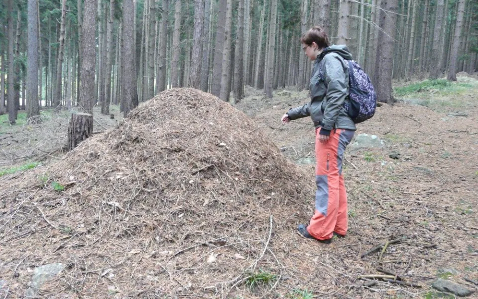 Mravenčím světem provede unikátní naučná stezka. Její stav ale narušil kůrovec