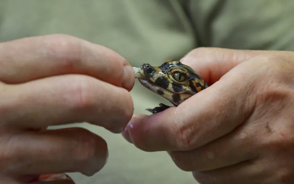 Mláďata vzácných aligátorů v jihlavské zoo mají za sebou nejkritičtější období, rostou a přibírají