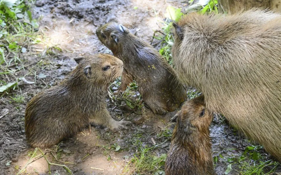 Jihlavská zoo slaví tři nové přírůstky, ve středu se narodily tři mláďata kapybary