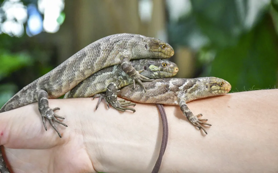 Světová rarita v jihlavské zoo, narodila se tu trojčata scinka šalamounského