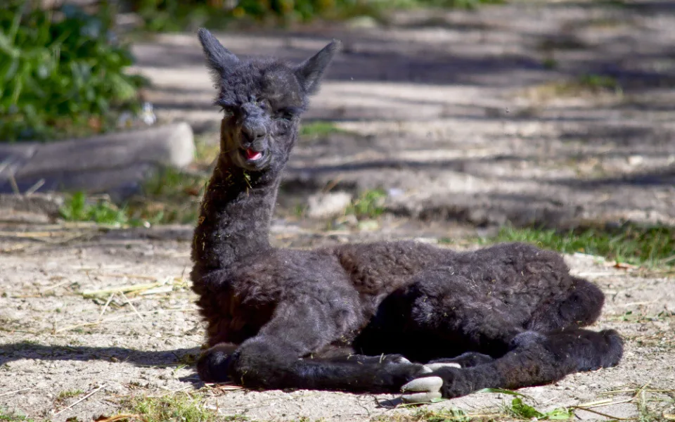 Milé zprávy z jihlavské zoo, v minulém týdnu se zde narodily dvě alpaky