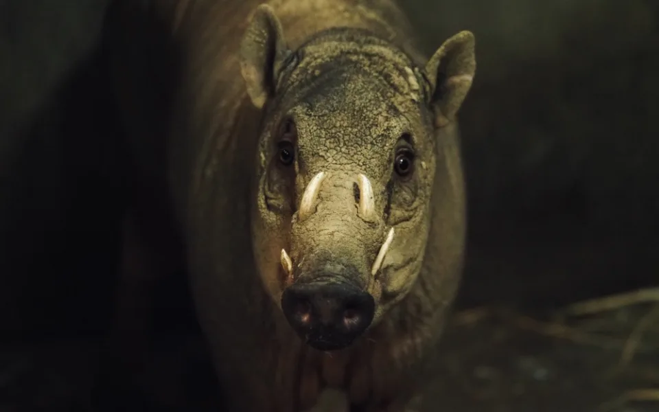 Do jihlavské zoo dorazil samec vzácné babirusy. Brzy by se měl představit návštěvníkům, v plánu je i odchov
