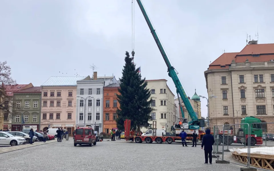 Jihlava se ladí vánočně. Na náměstí už stojí stromeček, je jím dvanáctiletý smrk z Březinek