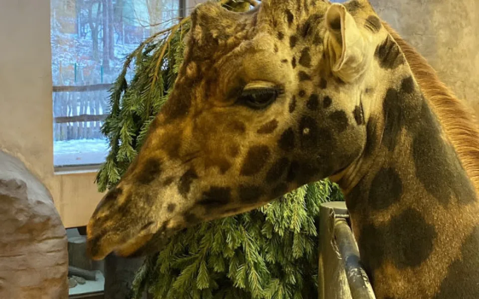 Vánoční stromeček na okus i na hraní. Podívejte se do jihlavské zoo, jak chutná žirafě nebo tygrovi