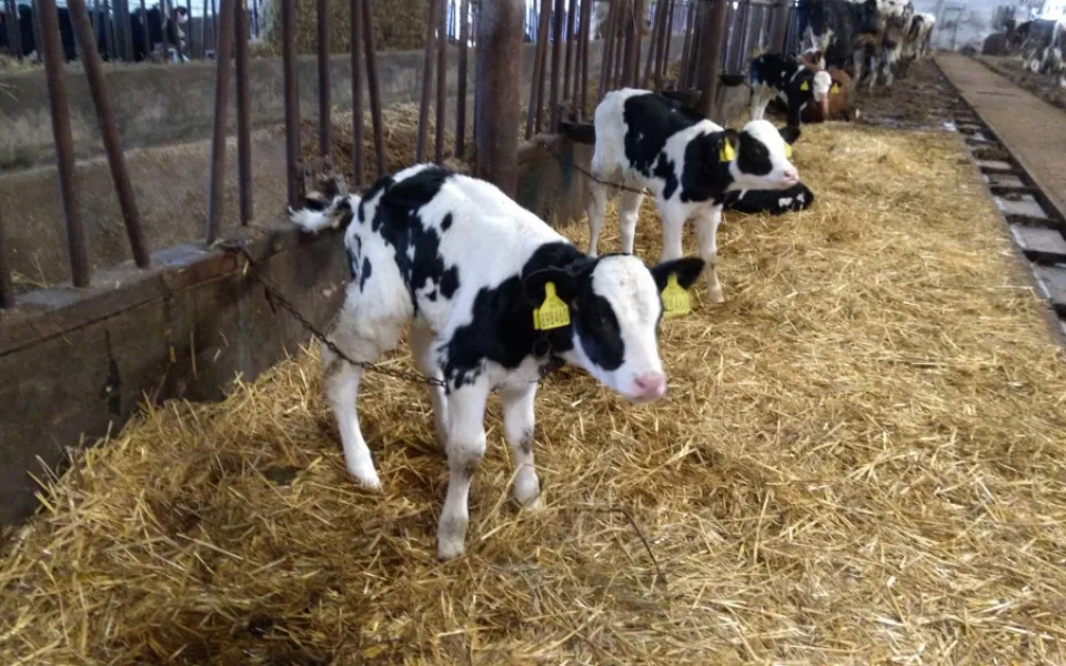 Aktivisté upozornili na týraný skot na Jihlavsku, veterináři na majitele podají trestní oznámení