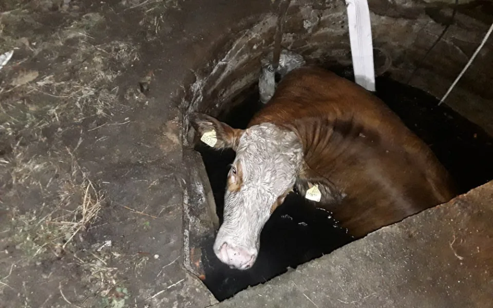 Velká záchranná akce na Třebíčsku. Téměř tunová kráva uvízla v jímce, vytáhli ji hasiči