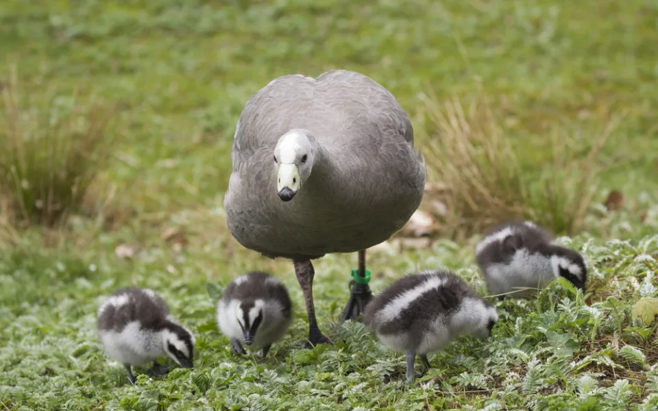 Ilustrační foto. Foto: poskytla Zoo Jihlava