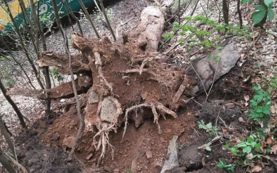 Strojvedoucí nezvládl zabrzdit. Vlak s patnácti cestujícími na Žďársku narazil do stromu