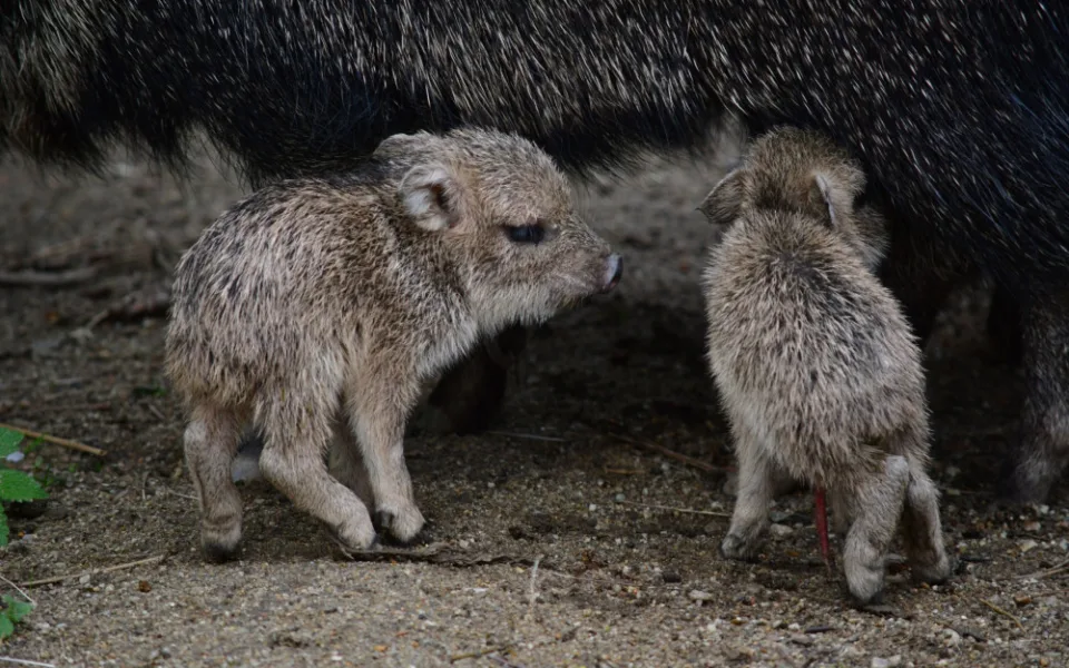 Nová mláďata u pekariů. Foto: poskytla Zoo Jihlava