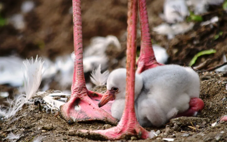 Jihlavskou zoo se nese křik malých plameňáků. Nejraději se schovávají v peří svých matek