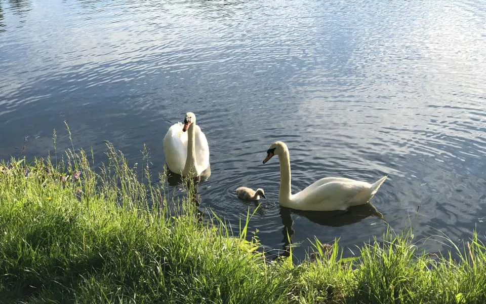 Snímek labutí rodiny už pouze s jedním mládětem, foto: Alžběta Holas