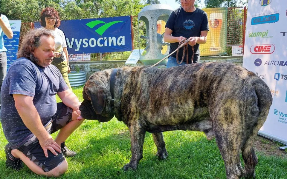 Do Pelhřimova dorazil nejtěžší pes v ČR. Uriáš váží 125 kilo, miluje řeku, denně spořádá 1,5 kilogramů granulí