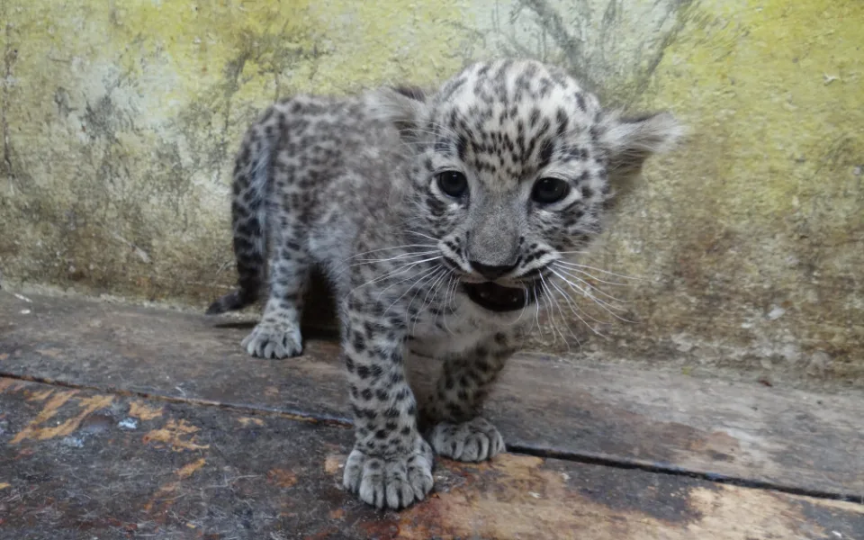 V jihlavské zoo se narodila dvě mláďata levharta perského. Slabší ale nakonec nepřežilo