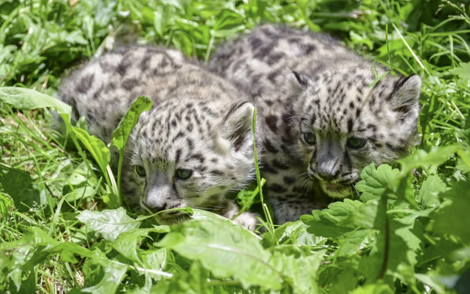 Prázdninová radost. V Zoo Jihlava se narodila dvojčata irbisů, samečci jsou zatím ve vnitřní ubikaci